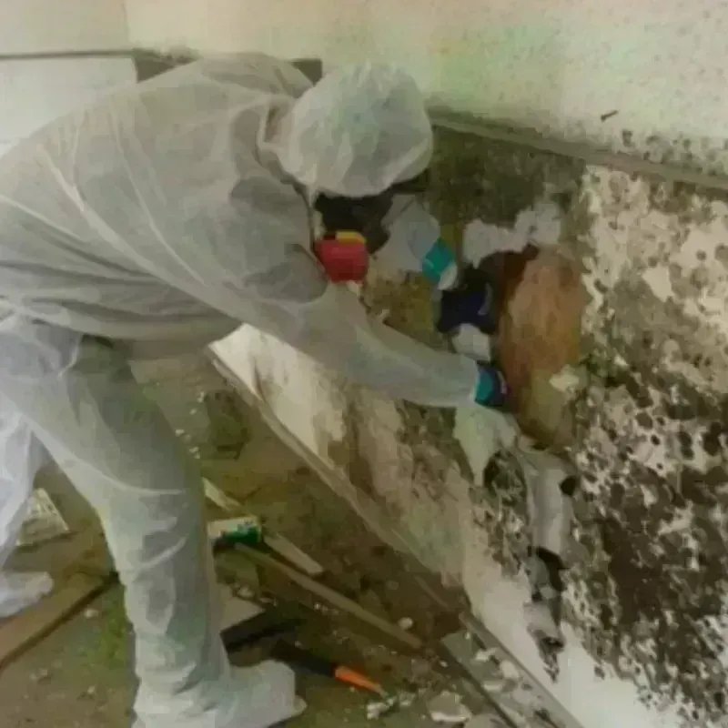 Mold Remediation and Removal in Hiawassee, GA